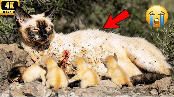 Watch the video about Heartwarming Rescue