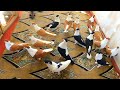 کفتر های چلنجی دوکان های کفتر فروشی از امریکا تا به خاطر شوق کبوتر Precious And Nayab Pigeons 