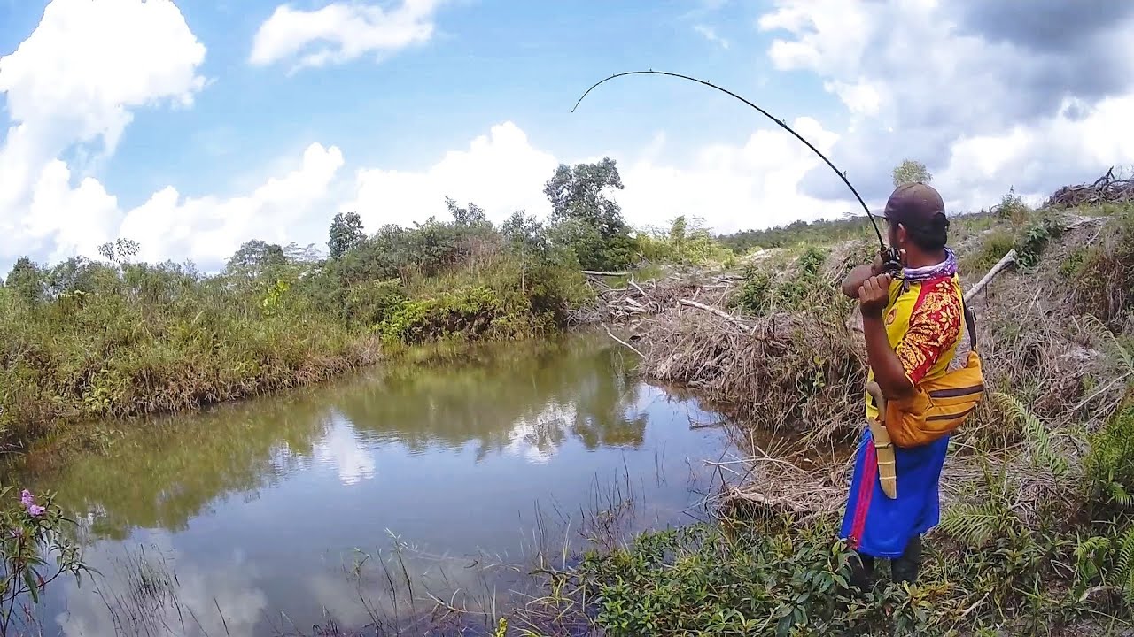 Casting Haruan Catch And Release