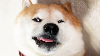すやすや寝ていると思ったら理性が飛んだ狂戦士みたいな顔になっていた柴犬