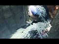 УСНУЛ В ПРОХЛАДНОЙ ЛУЖЕ › прохождение олдового THE LAST GUARDIAN › 4K PS5 PRO › 3