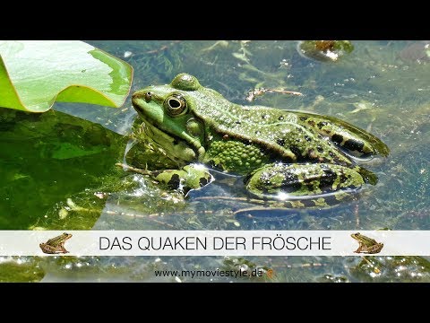 Video: Wie hören Frösche?