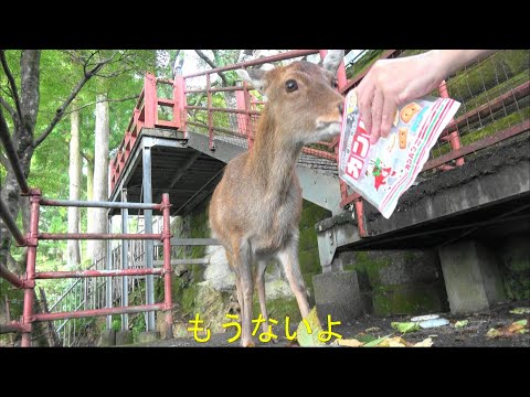 空のエサ袋を見せて鹿を納得させます