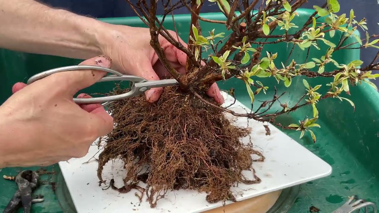 An Interesting Variegated Azalea To Bonsai.  28-Apr-2025
