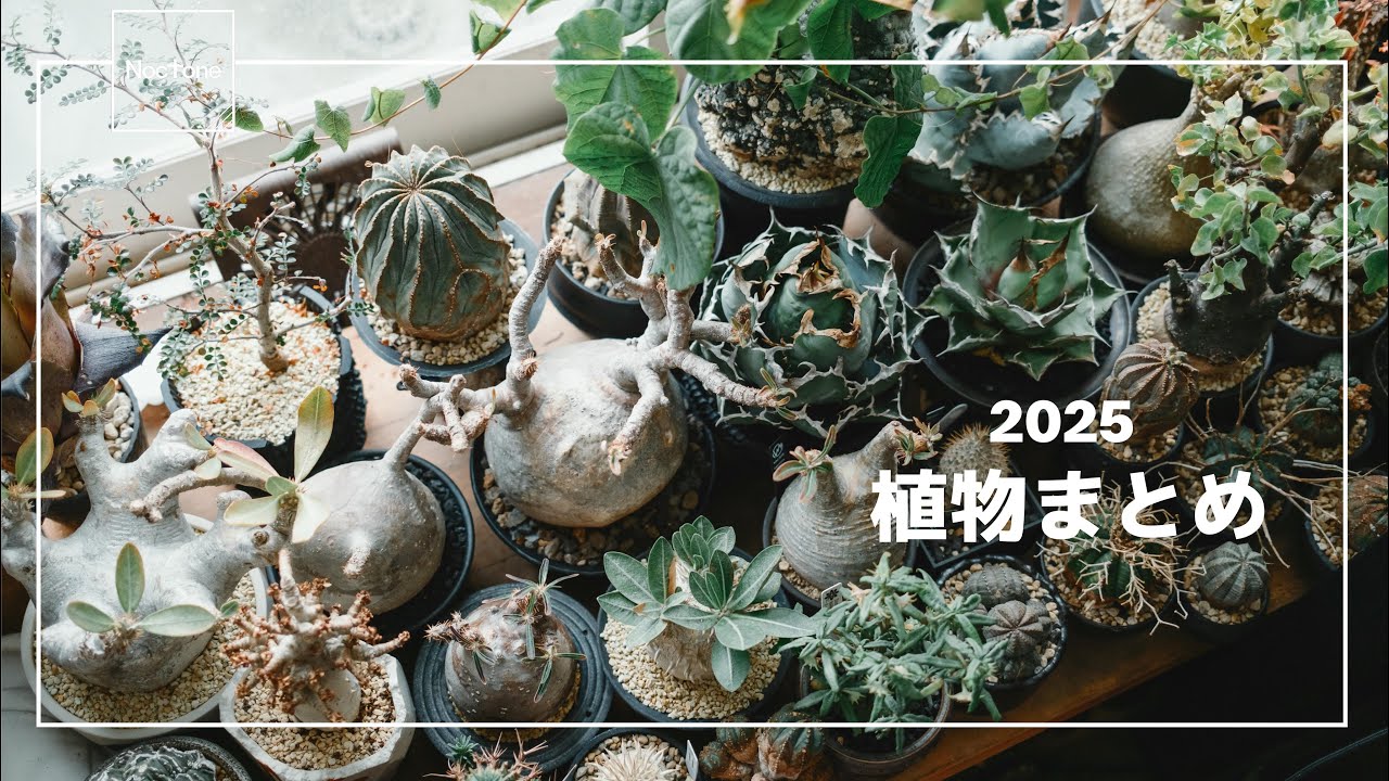 2025年春の季節。持っている植物をまとめてみました - BOTANICAL PARK vol.9