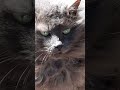 Кошка бирюзовыми глазами красиваякошка Cutecat Funnycat Animals