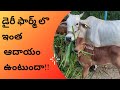 Dairy Farming || Cow Business ||  Successful Cow Dairy Forming in Telugu #BV2