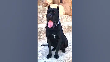 قوة وجمال الكين كورسو 