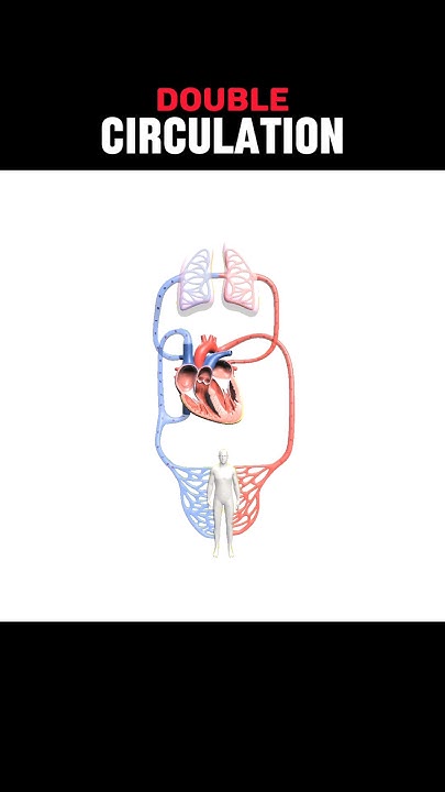 double-circulation-doublecirculation-what-is-double-block