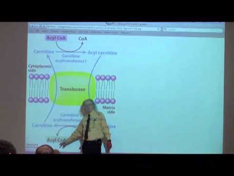 Fatty Acid Oxidation