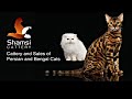 Bengal Cat Of Syed Tabrez From Banglore の動画、YouTube動画。