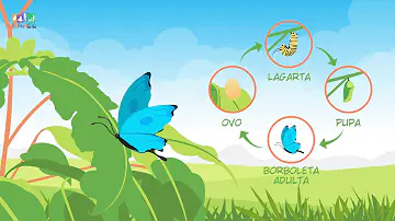 Como se chama a mudança pela qual passa a borboleta?