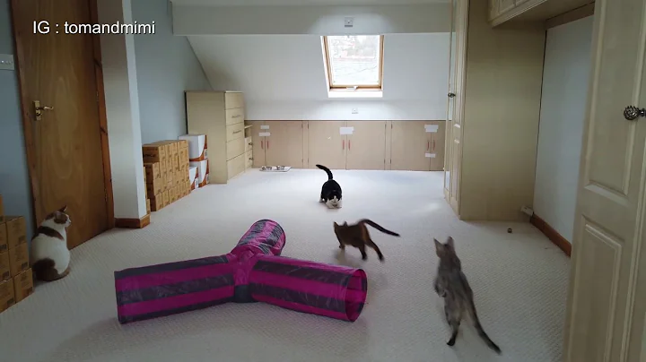 Video 604771: silver male bengal kitten, brown female bengal kitten, white male cat