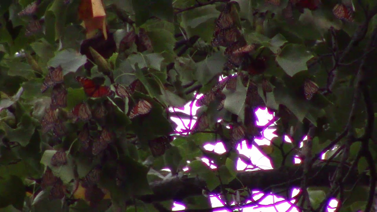 Monarch Butterfly Migration YouTube