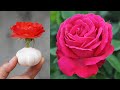 Surprised With How To Garden Tip | How To Grow Roses With Garlic Bulbs