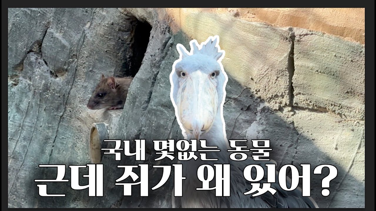 희귀 동물 + 흔한 동물(쥐)_사천 실내 동물원