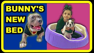 Bunny 🐰 Ka New Bed aa Gya | Funny Family and Dog Videos | French Bulldog | Harpreet SDC