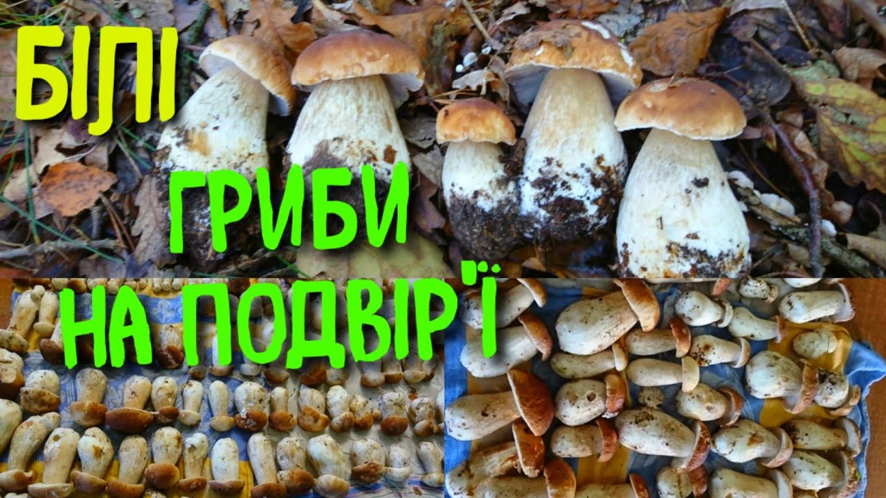 СОТНЯ БІЛИХ ГРИБІВ ЗА 10 ХВИЛИН! МАСОВИЙ ЗБІР БІЛИХ ГРИБІВ НА КИЇВЩИНІ.ПОЛЯНИ БОРОВИКІВ ТА ПЕРЕРОБКА