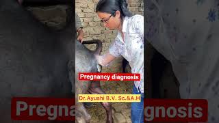 Pregnancy diagnosis l Dr Umar Khan