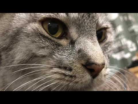 【ASMR】猫のゴロゴロ音って癒される【猫動画】