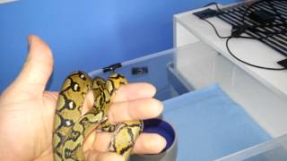 Sunfire Update & Rat Order