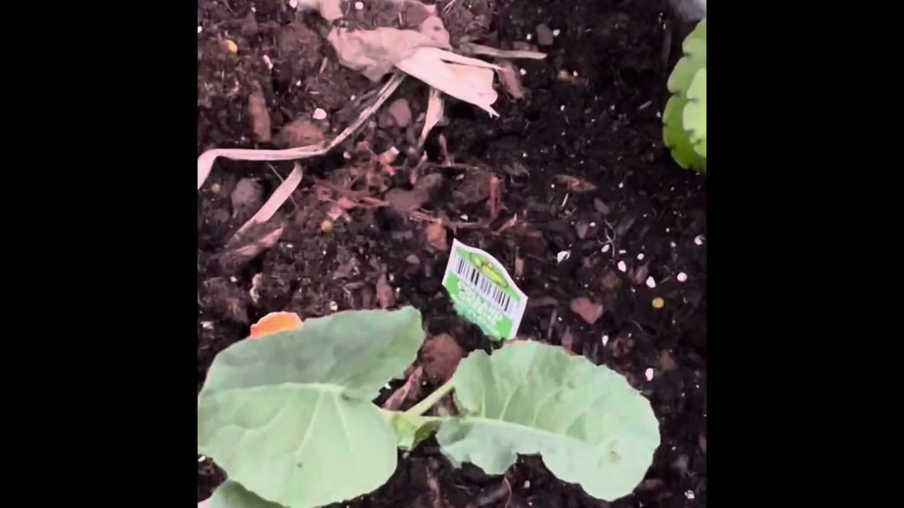 Наконец-то начал осенний огород 