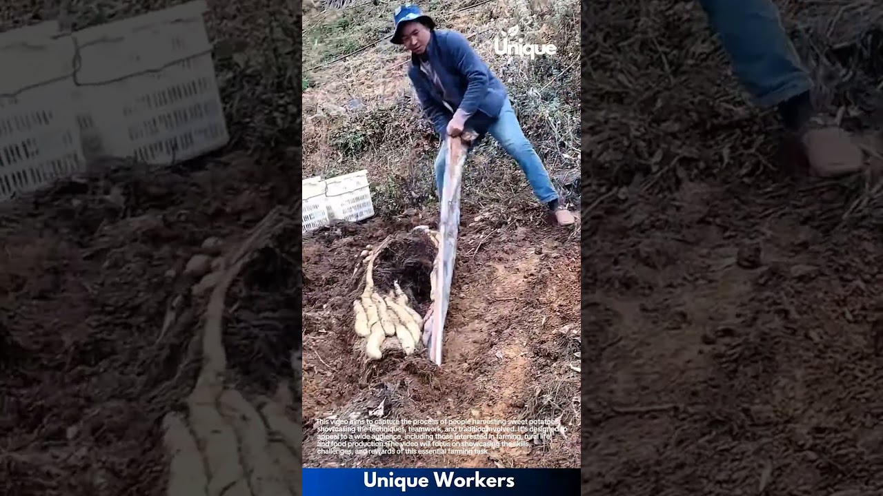 Farming for beginners: a simple guide to sweet potato harvesting