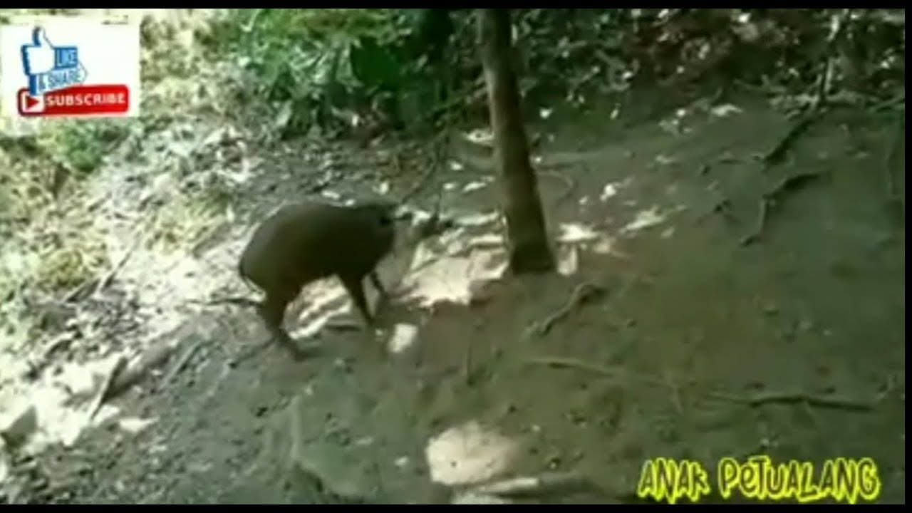 Umpan jitu menjerat babi hutan 100% berhasil bos👍👍