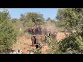 The Incredible Moment the Whole Elephant Herd Come Walking Down the Road