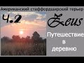 Стаффордширский терьер Зевс. Деревня. Часть 2