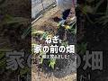 ねぎを家の前の畑へに植え替えたばあちゃん #shorts