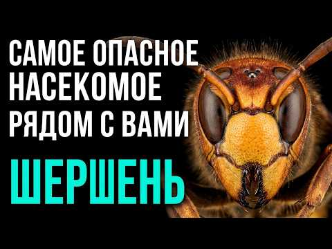 The Hornet: The Most Dangerous Insect Next to You