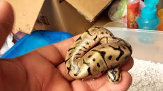 Ball python clutch update #1 Profile