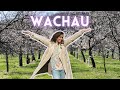 Wachau  the perfect day trip from vienna