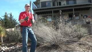 Pruning a  Russian Sage to promote the best spring growth