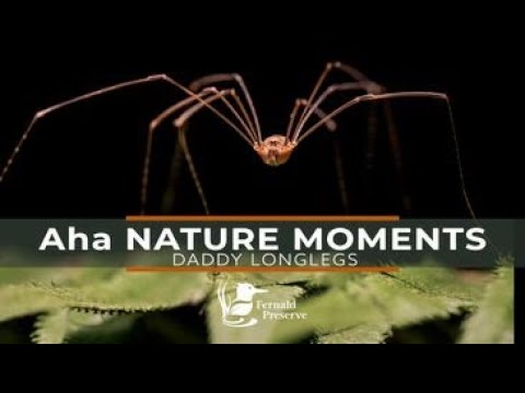 Daddy-long-legs spiders - Whole Earth Education