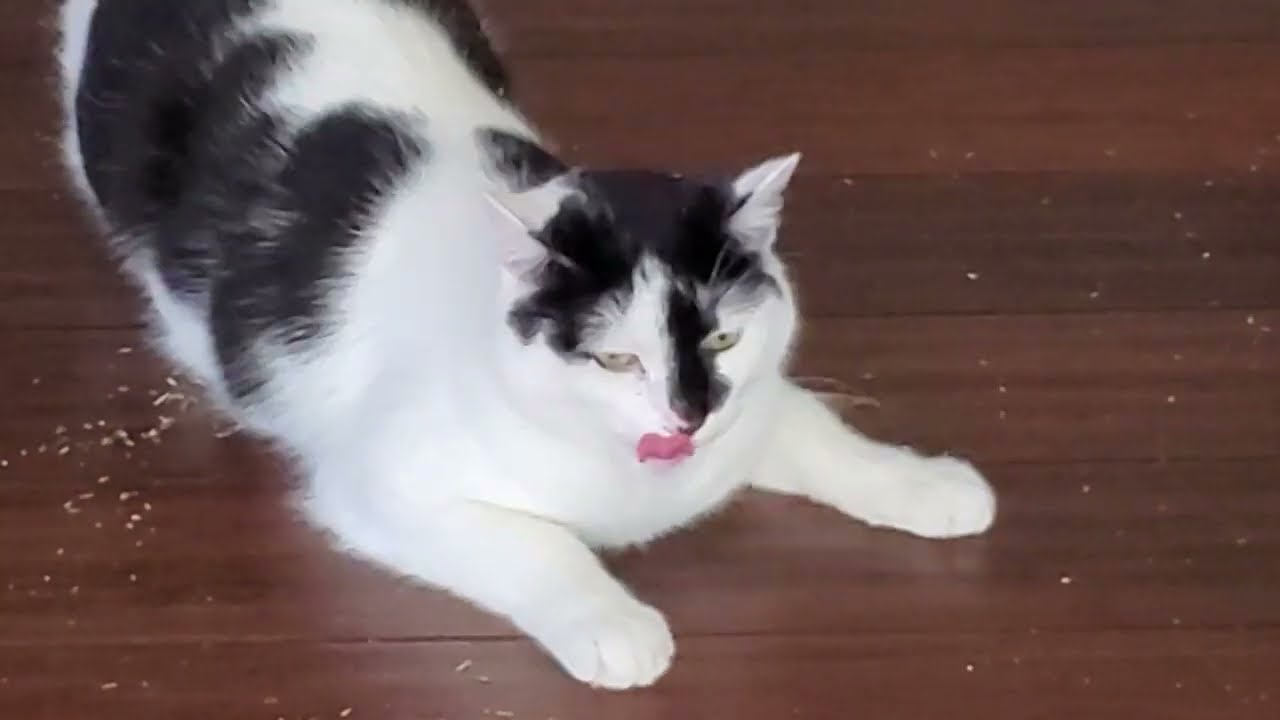 The Moo Cat Guaranteed to Make You Laugh: Moo - YouTube