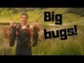 Massive crayfish haul!!! Far north NZ freediving...