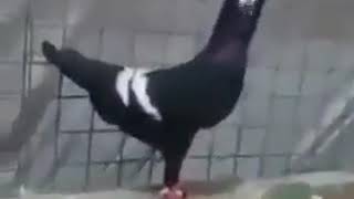 شكلي اسود خارق على حبته
  Birds.Guvercinler. kuşlar.pigeons