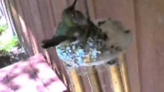 hn-001.wmv