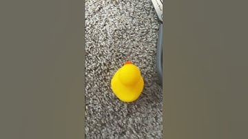 That’s Dangerous #trending #cool #shortvideo #duck #looping #duck #subscribe #duckgang #ducky