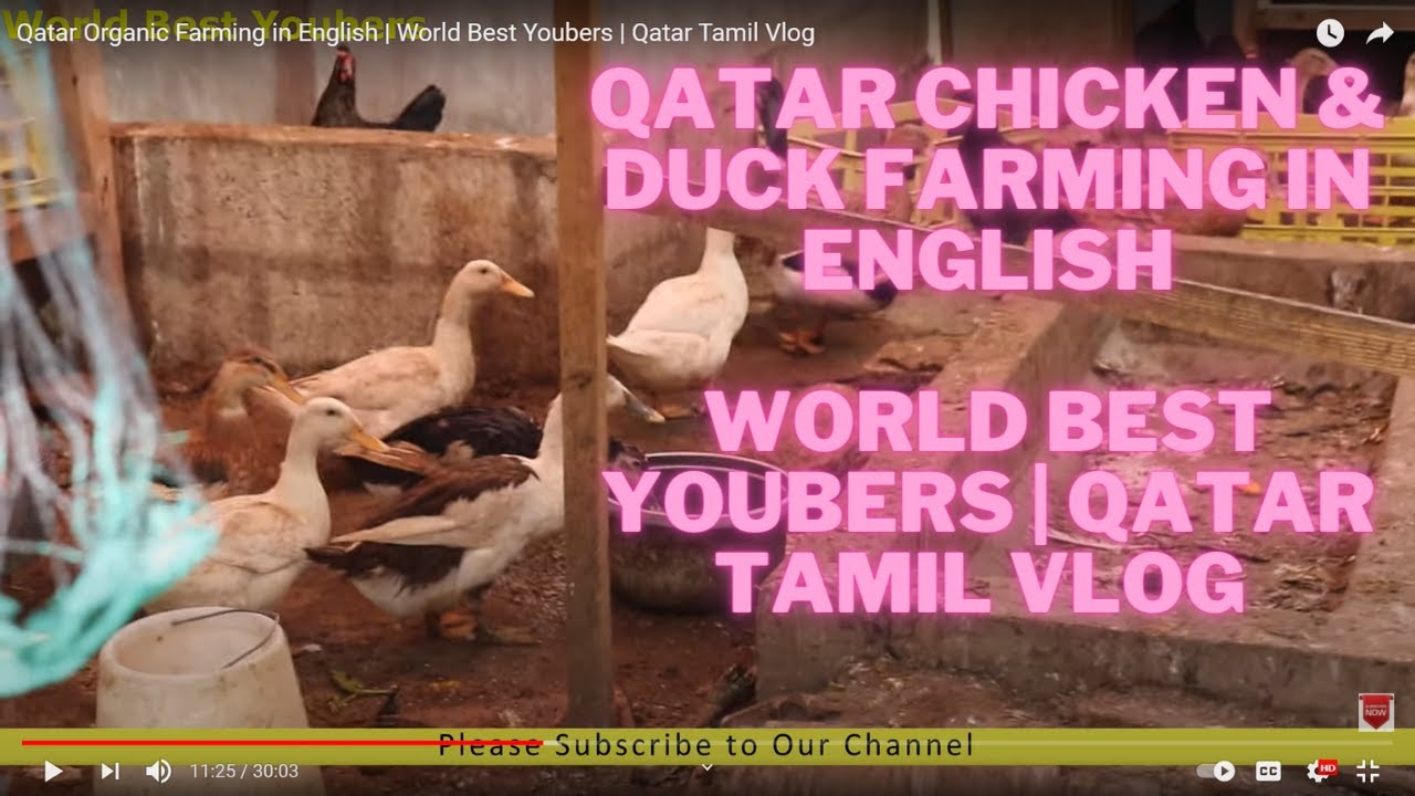 Qatar Chicken & Duck Farming in English | World Best Youbers | Qatar ...