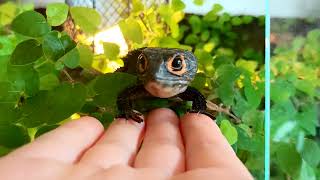 Red-Eyed Crocodile Skinks Hand Feeding (Tribolonotus gracilis)
