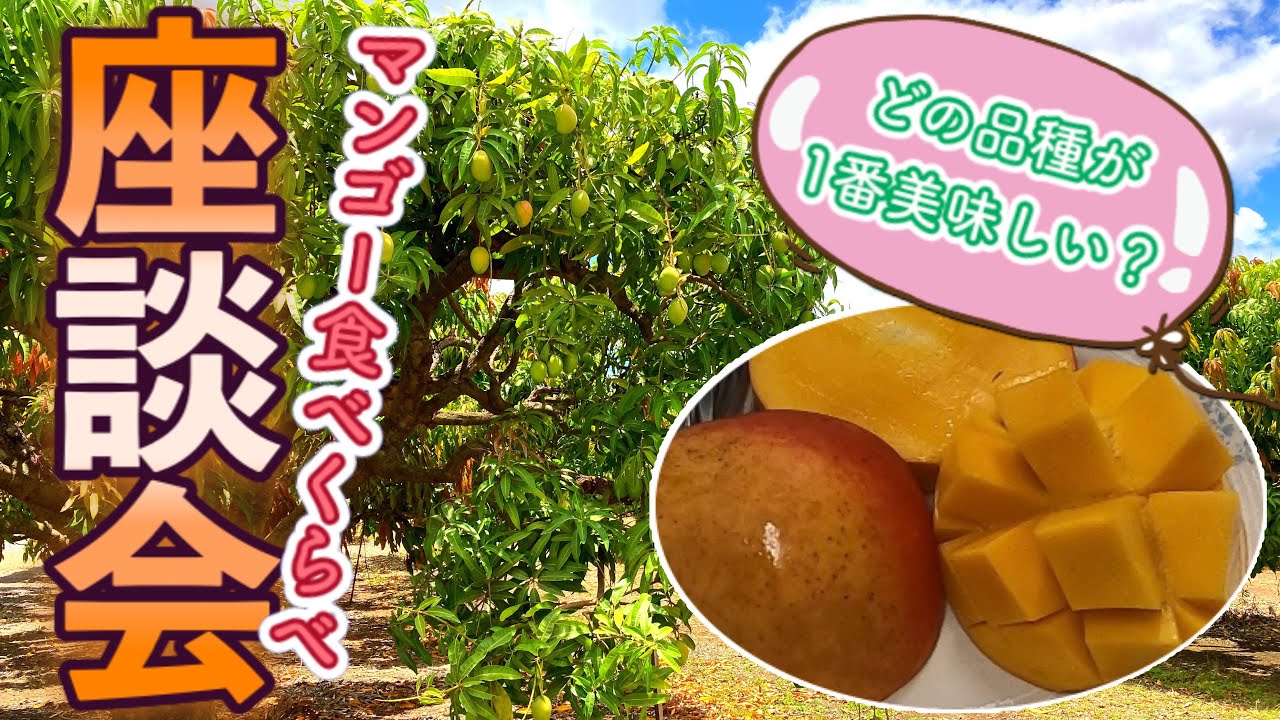 ケアンズ座談会 マンゴーの品種どれが一番美味しいの 第2ページ Australia Cairns Channel Youtube