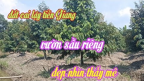 Tham quan vườn sầu riêng ở cai lậy tiền Giang nhìn là mê