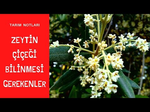 ZEYTİN YETİŞTİRİCİLİĞİ . zeytincilik te tomurcuk ve çiçeklenme ilgili bilinmesi gerekenler.