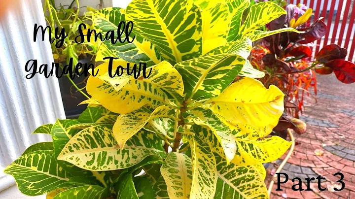 My Small Garden Tour | Part 3 | Beena Thomas