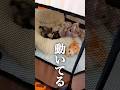 430gの毛玉は起き上がるのも一苦労w Baby Anzu💕