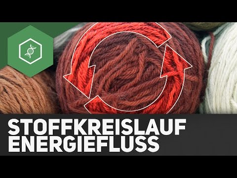 Video: Wie fließt Energie in einem Ökosystem?