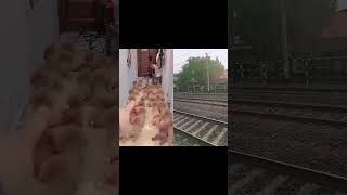 puppy cutedog facts viral trending funny trendingshorts minivlog anmals